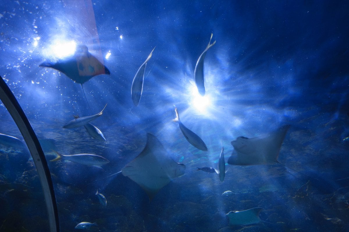 Audubon Aquarium - Gallery Image 4